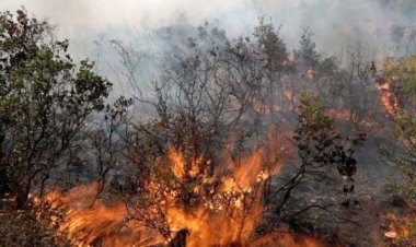 حرائق الساحل السوري: كارثة بيئية وإنسانية تتفاقم