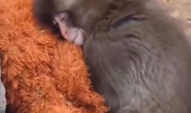 قصته تفطر القلوب.. القرد “بانش” ودميته يأسران زوار حديقة حيوان يابانية